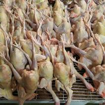 湖北厂家供应鲜鸡肉干净保质量一手货源价格对接全国客商