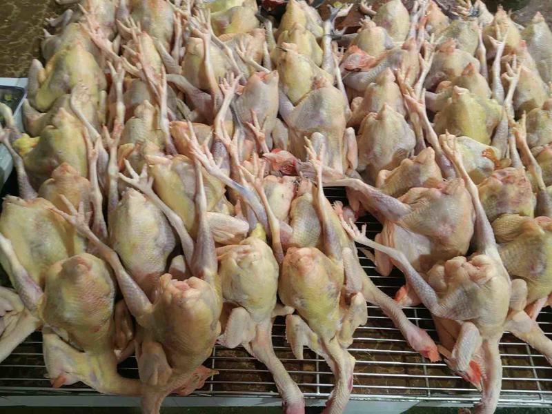 湖北厂家供应鲜鸡肉干净保质量一手货源价格优惠对接全国客商