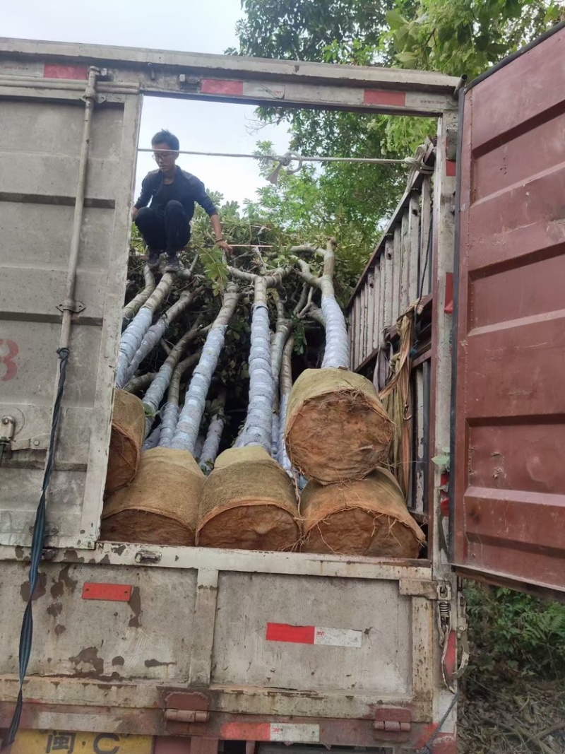 多花/少花黄花风铃木基地直销规格齐全欢迎老板前来咨询