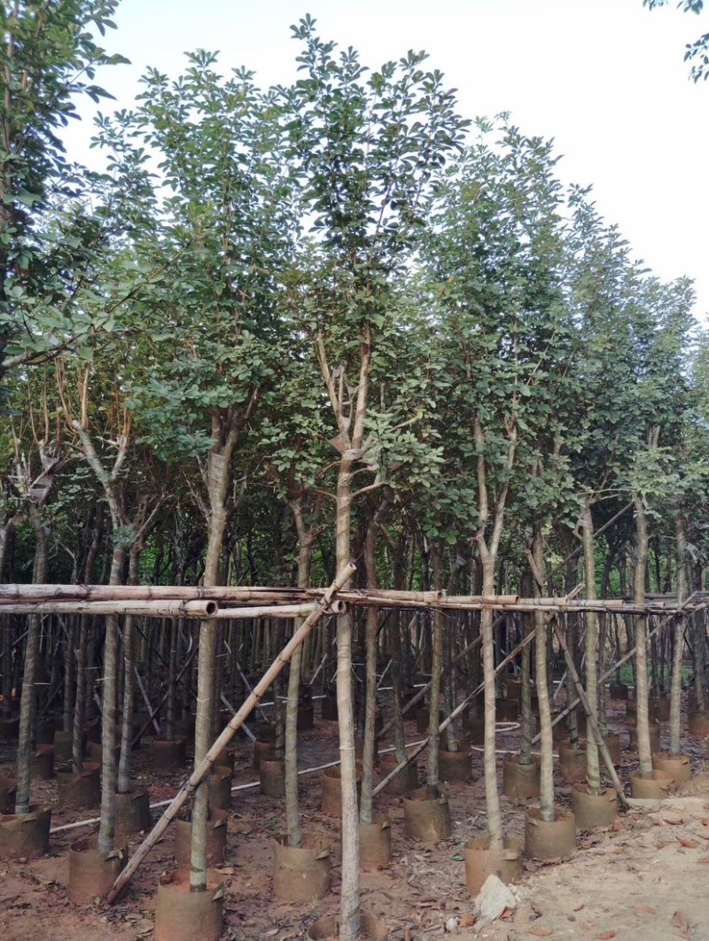 多花/少花黄花风铃木基地直销规格齐全欢迎老板前来咨询