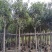 多花/少花黄花风铃木基地直销规格齐全欢迎老板前来咨询