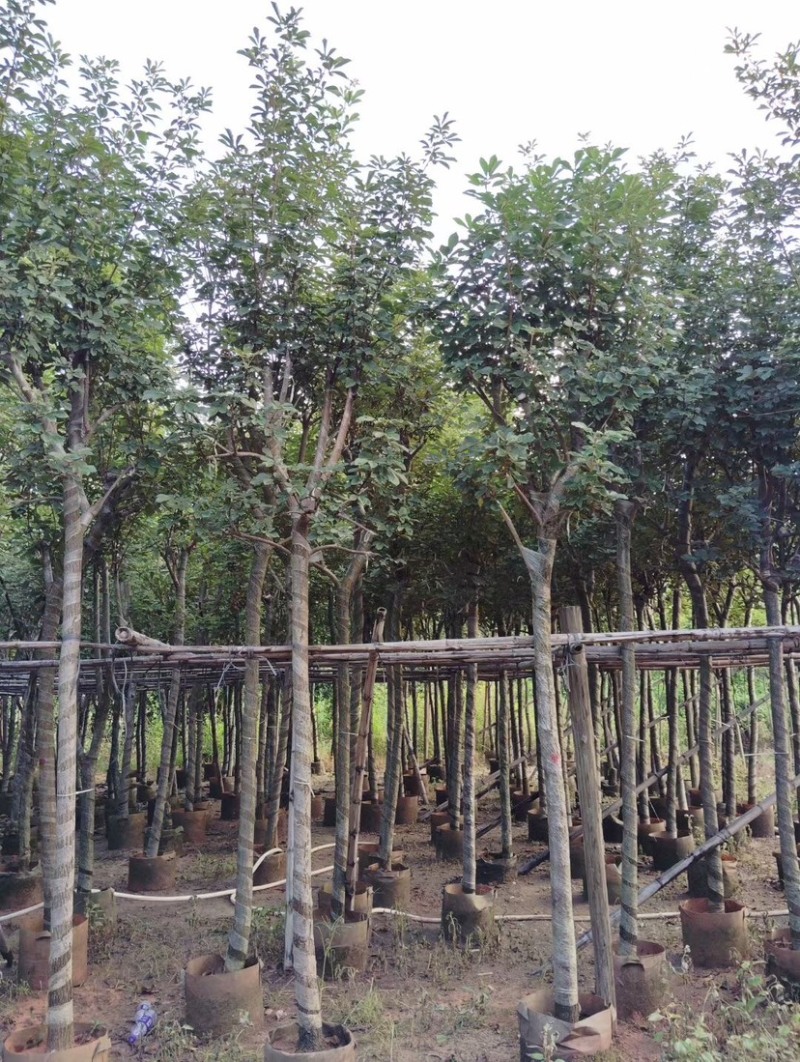 多花/少花黄花风铃木基地直销规格齐全欢迎老板前来咨询