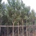 多花/少花黄花风铃木基地直销规格齐全欢迎老板前来咨询