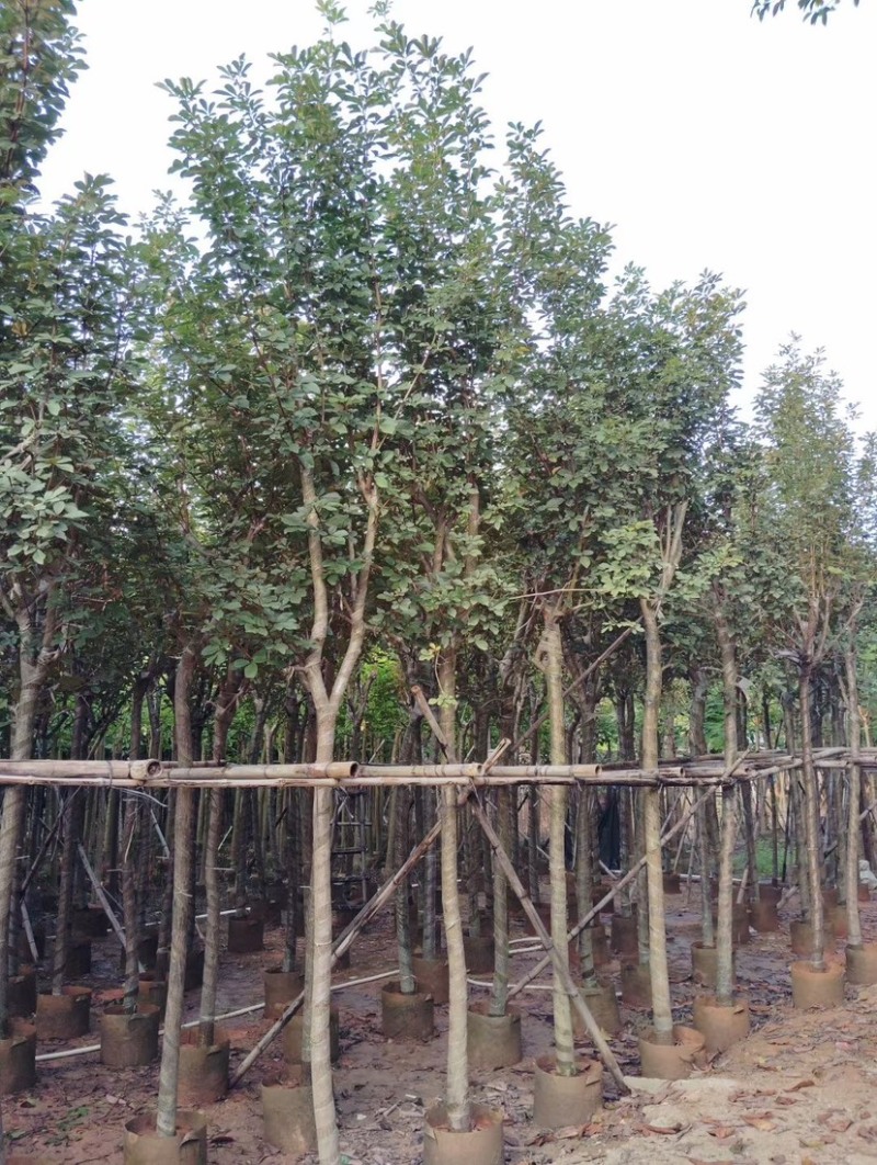 多花/少花黄花风铃木基地直销规格齐全欢迎老板前来咨询