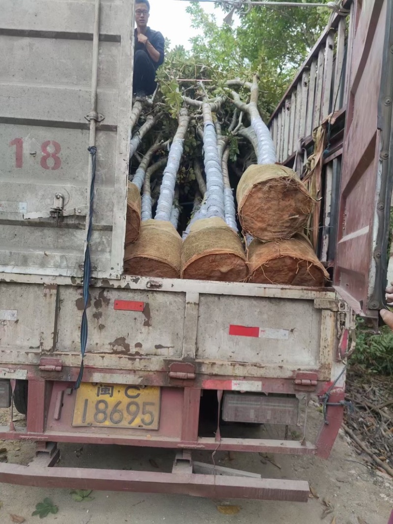 多花/少花黄花风铃木基地直销规格齐全欢迎老板前来咨询