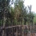 多花/少花黄花风铃木基地直销规格齐全欢迎老板前来咨询