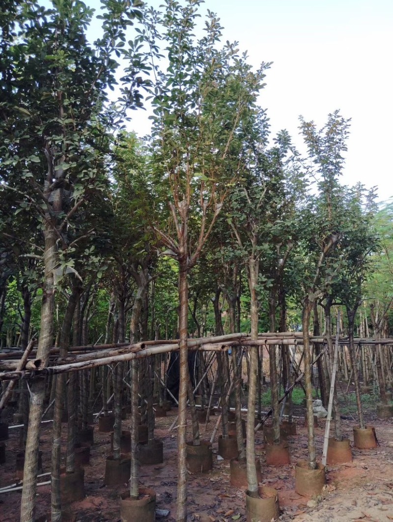 多花/少花黄花风铃木基地直销规格齐全欢迎老板前来咨询