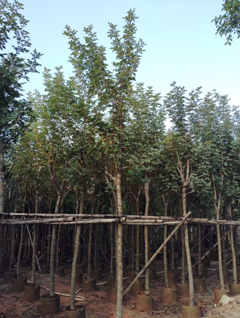 多花/少花黄花风铃木基地直销规格齐全欢迎老板前来咨询
