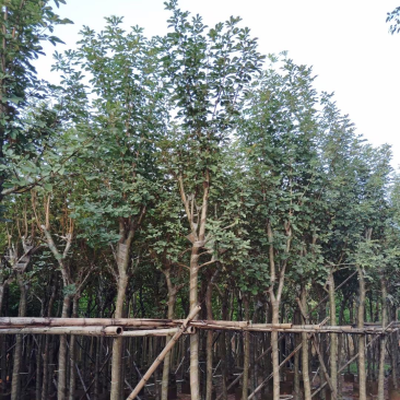 多花/少花黄花风铃木基地直销规格齐全欢迎老板前来咨询