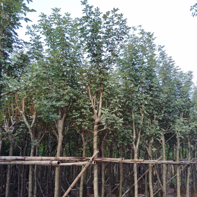 多花/少花黄花风铃木基地直销规格齐全欢迎老板前来咨询