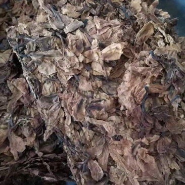 鸡蛋花现货质量保证欢迎联系采购量大从优