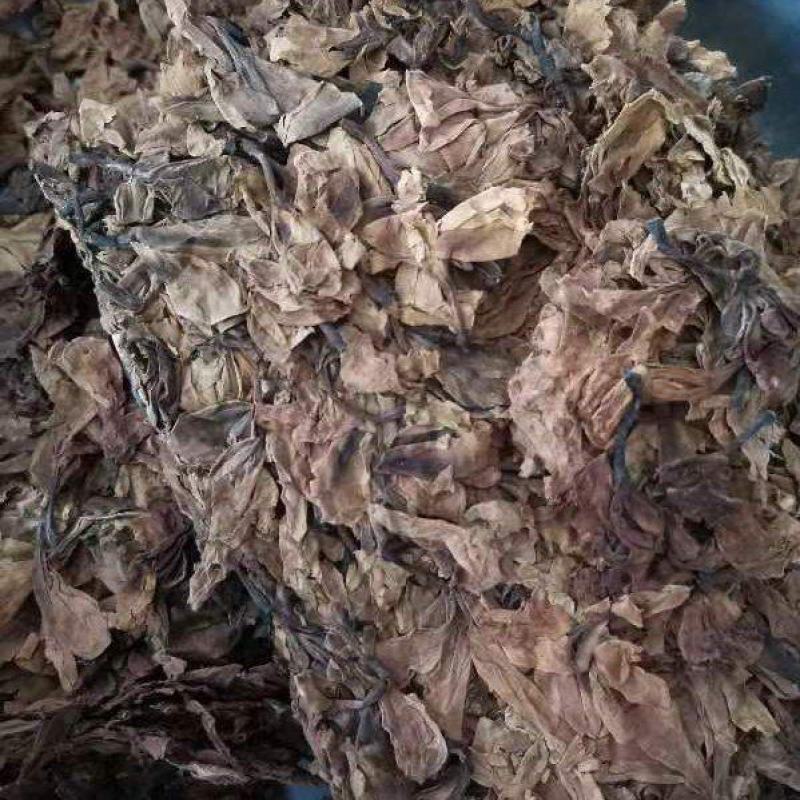 鸡蛋花现货质量保证欢迎联系采购量大从优
