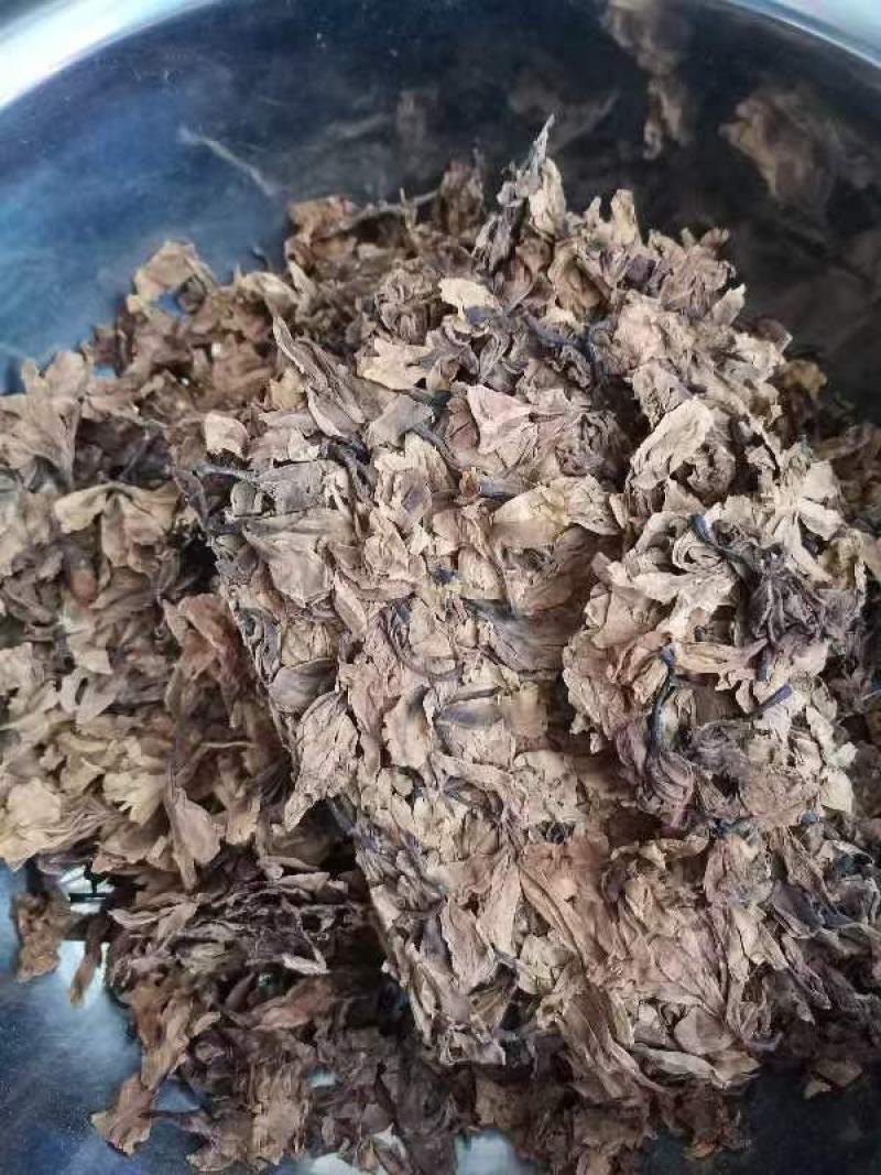 鸡蛋花现货质量保证欢迎联系采购量大从优