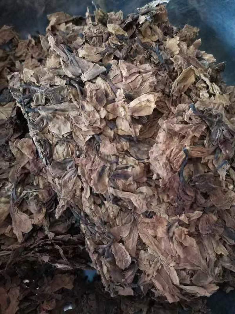 鸡蛋花现货质量保证欢迎联系采购量大从优