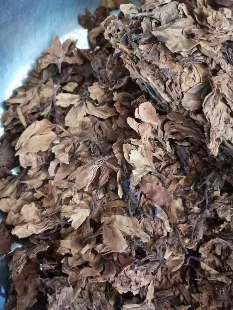 鸡蛋花现货质量保证欢迎联系采购量大从优