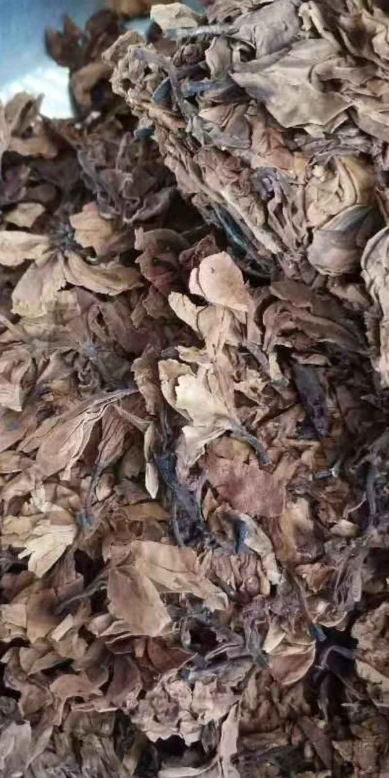 鸡蛋花现货质量保证欢迎联系采购量大从优