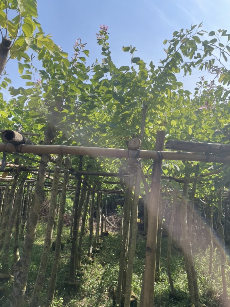 羊蹄甲樱花基地直销规格齐全欢迎老板来电洽谈合作