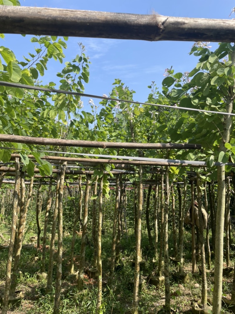 羊蹄甲樱花基地直销规格齐全欢迎老板来电洽谈合作