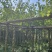 羊蹄甲樱花基地直销规格齐全欢迎老板来电洽谈合作