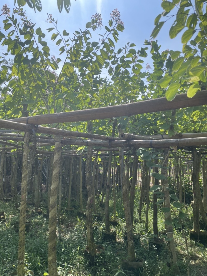 羊蹄甲樱花基地直销规格齐全欢迎老板来电洽谈合作