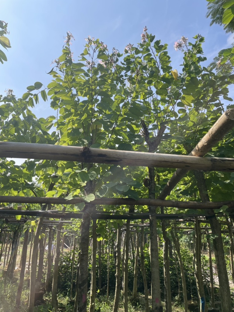 羊蹄甲樱花基地直销规格齐全欢迎老板来电洽谈合作
