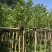 羊蹄甲樱花基地直销规格齐全欢迎老板来电洽谈合作