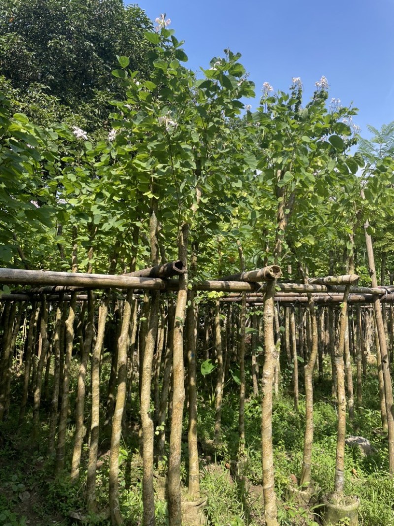 羊蹄甲樱花基地直销规格齐全欢迎老板来电洽谈合作