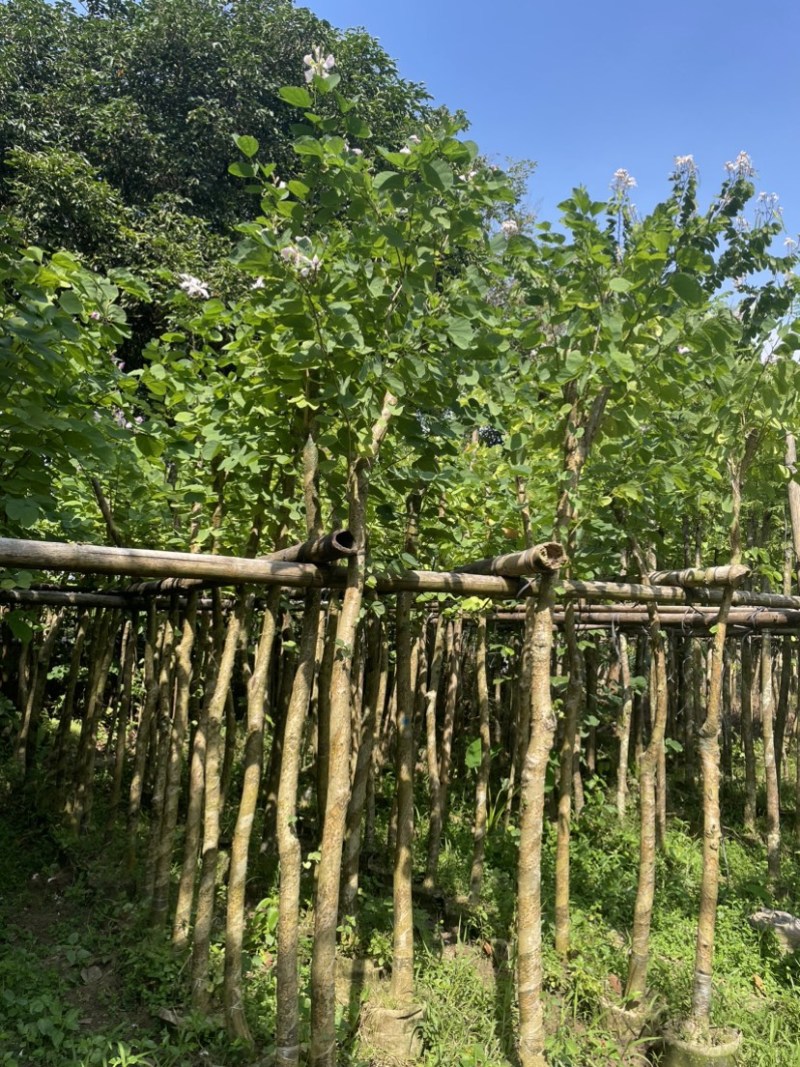 羊蹄甲樱花基地直销规格齐全欢迎老板来电洽谈合作