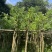 羊蹄甲樱花基地直销规格齐全欢迎老板来电洽谈合作