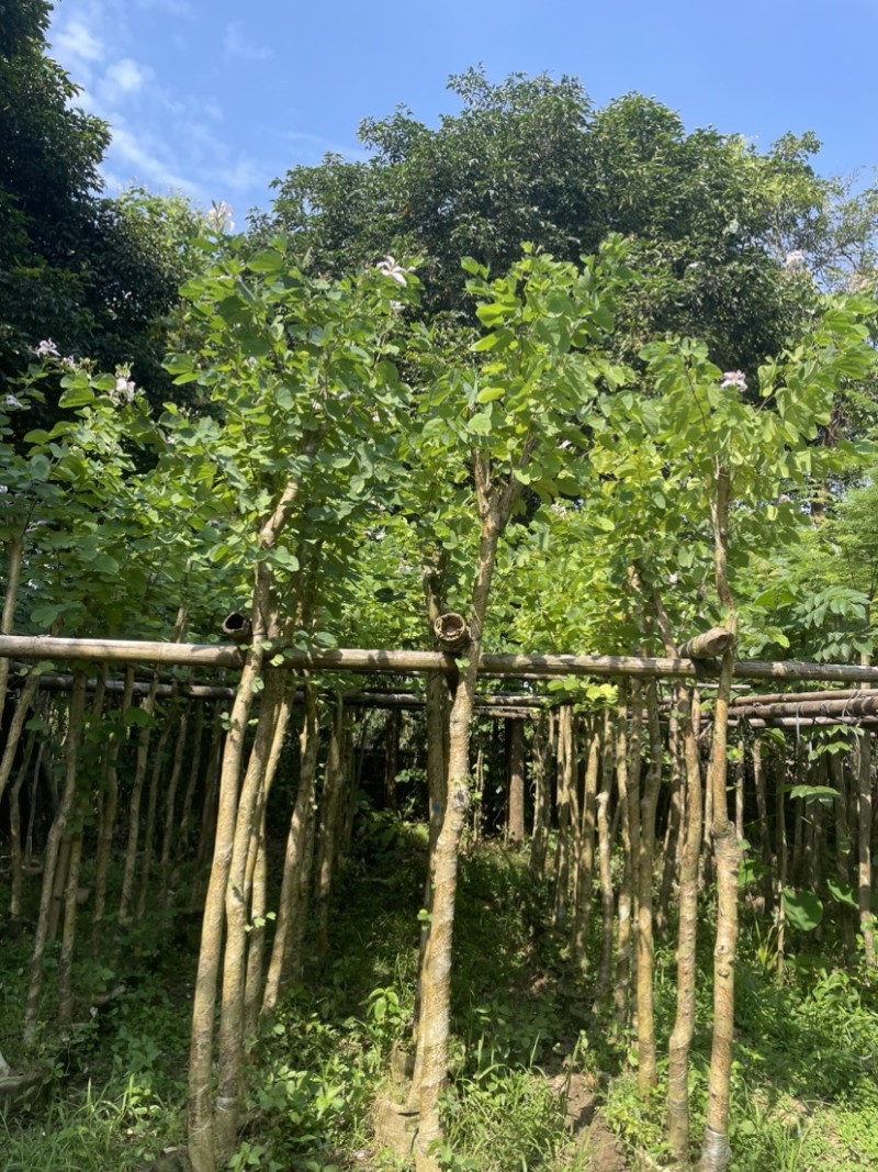 羊蹄甲樱花基地直销规格齐全欢迎老板来电洽谈合作