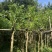 羊蹄甲樱花基地直销规格齐全欢迎老板来电洽谈合作