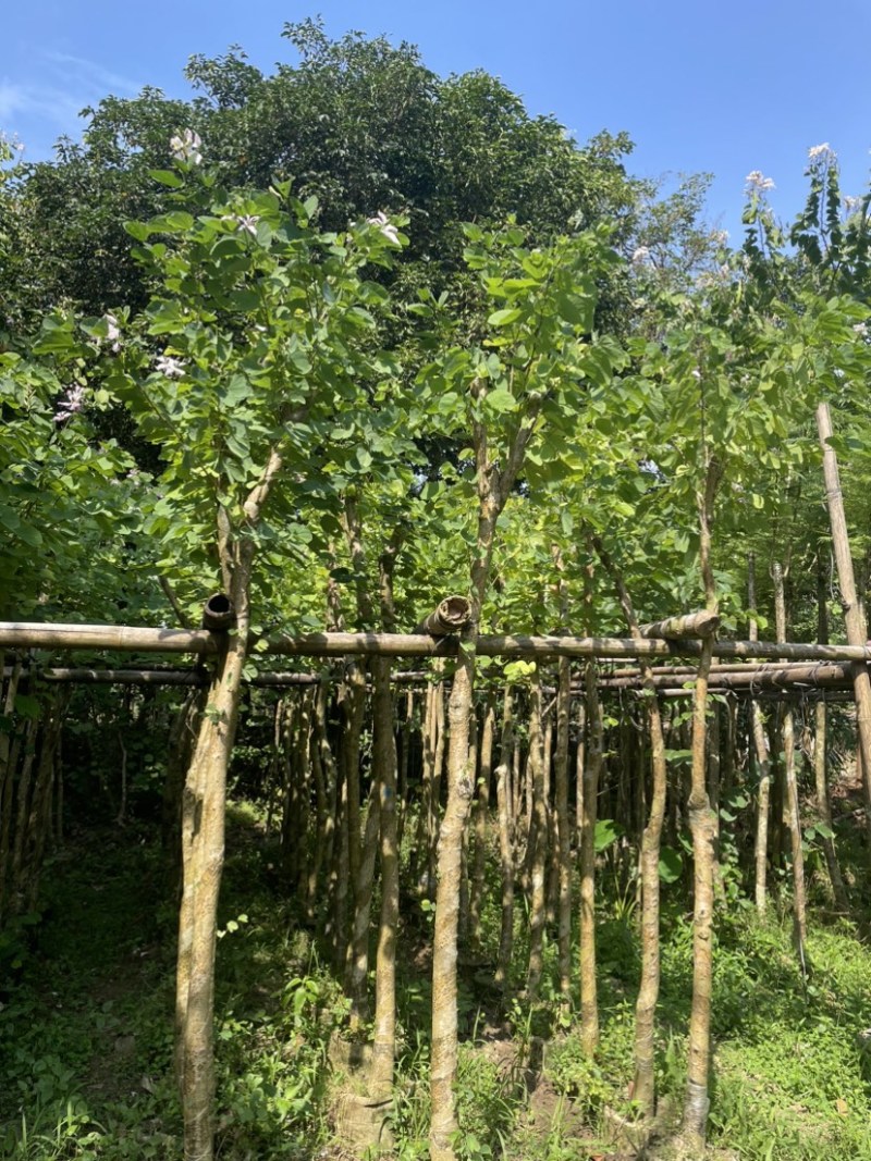 羊蹄甲樱花基地直销规格齐全欢迎老板来电洽谈合作