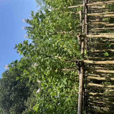 羊蹄甲樱花基地直销规格齐全欢迎老板来电洽谈合作