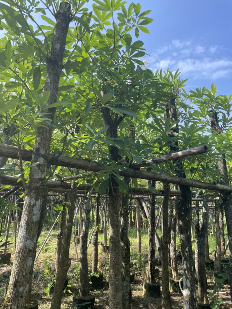 灯台树基地直销规格齐全欢迎老板来电咨询合作