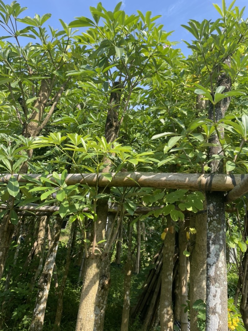 灯台树基地直销规格齐全欢迎老板来电咨询合作
