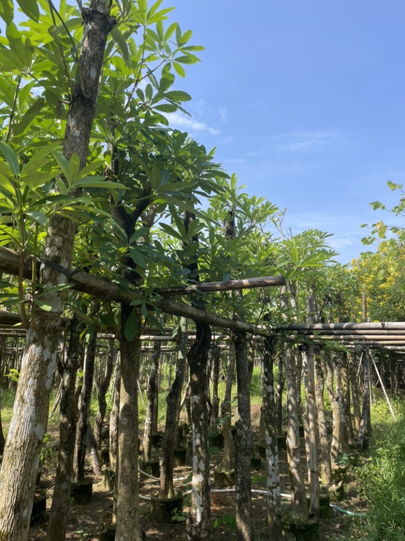 灯台树基地直销规格齐全欢迎老板来电咨询合作