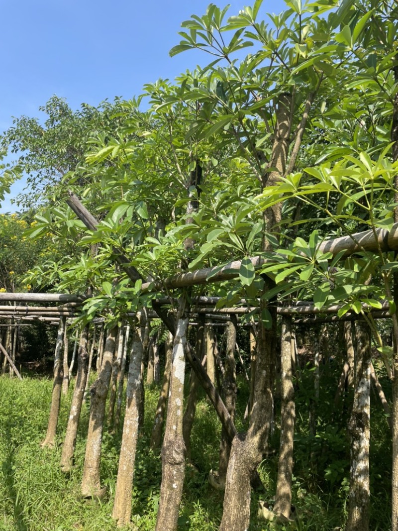 灯台树基地直销规格齐全欢迎老板来电咨询合作