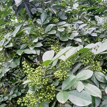 鲜花椒