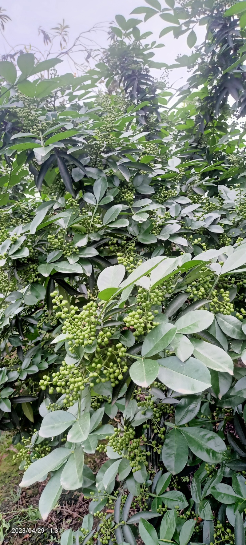 鲜花椒