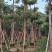 糖胶树基地直销，规格齐全欢迎老板来电咨询合作