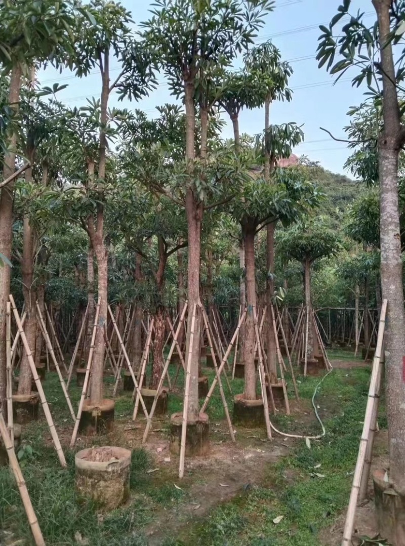 糖胶树基地直销，规格齐全欢迎老板来电咨询合作