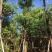 糖胶树基地直销，规格齐全欢迎老板来电咨询合作