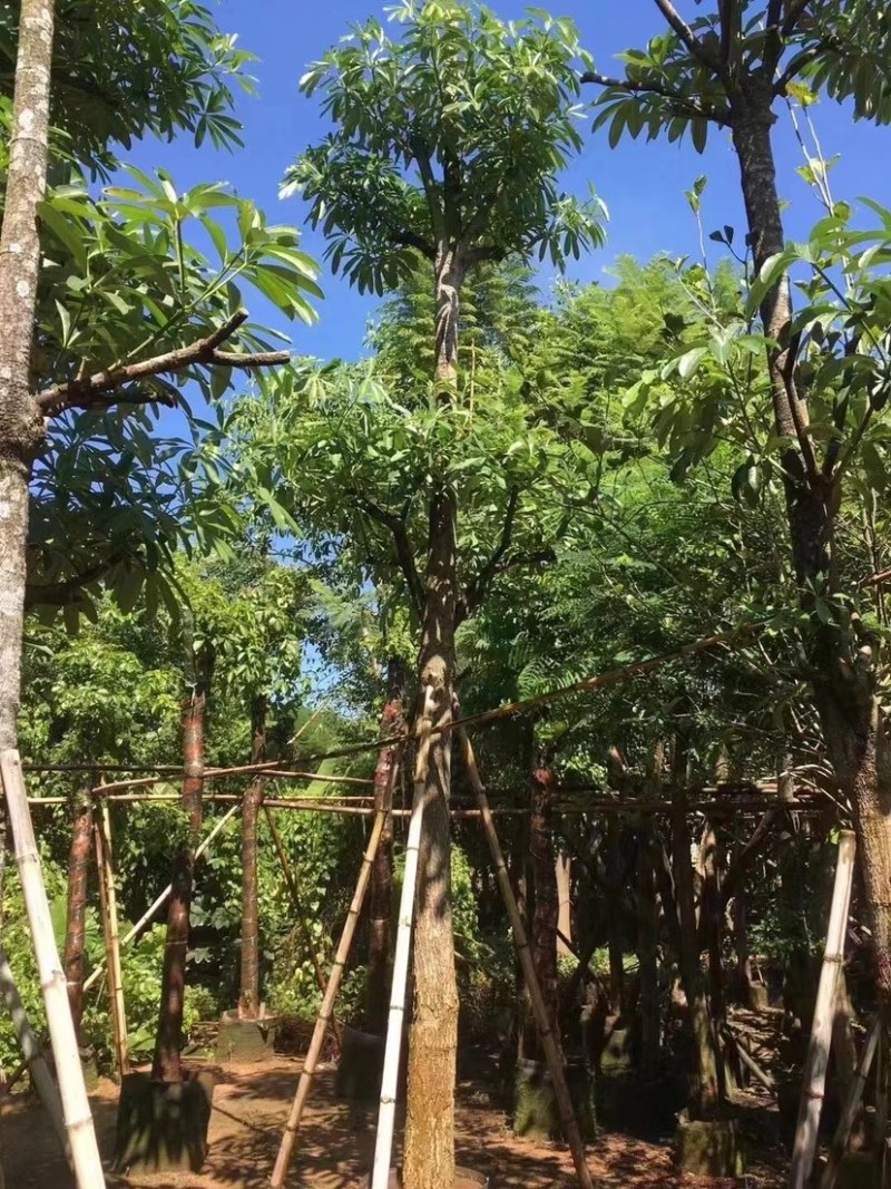 糖胶树基地直销，规格齐全欢迎老板来电咨询合作