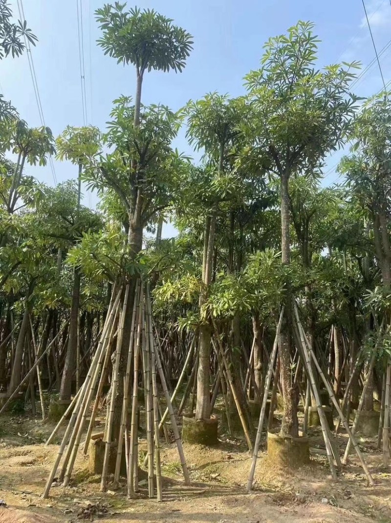 糖胶树基地直销，规格齐全欢迎老板来电咨询合作