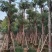 糖胶树基地直销，规格齐全欢迎老板来电咨询合作