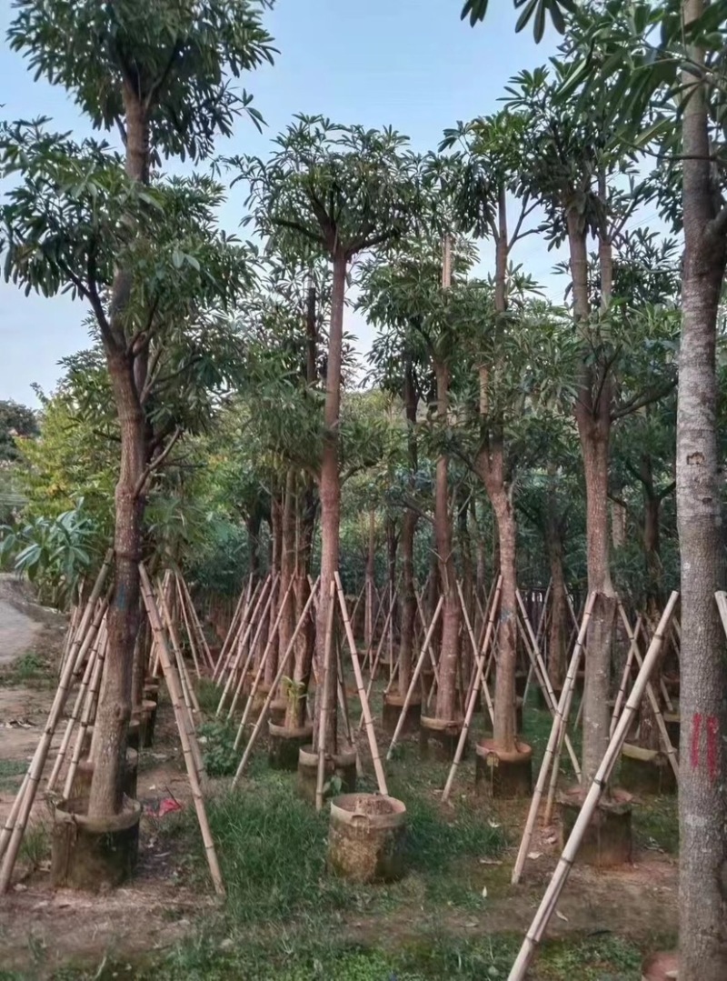 糖胶树基地直销，规格齐全欢迎老板来电咨询合作