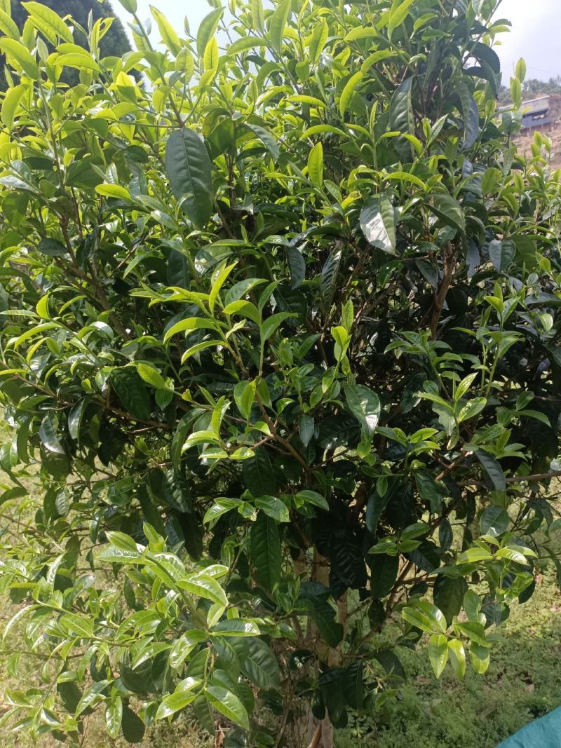 茶