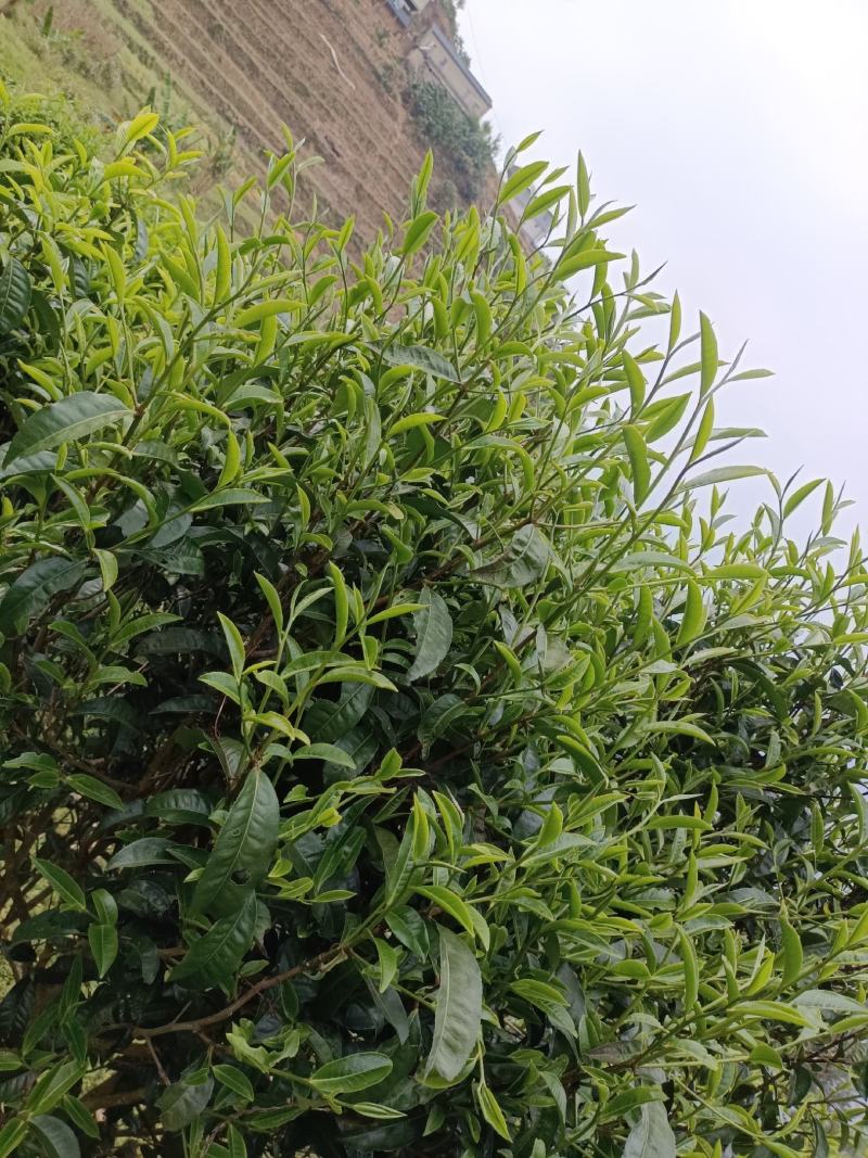 茶
