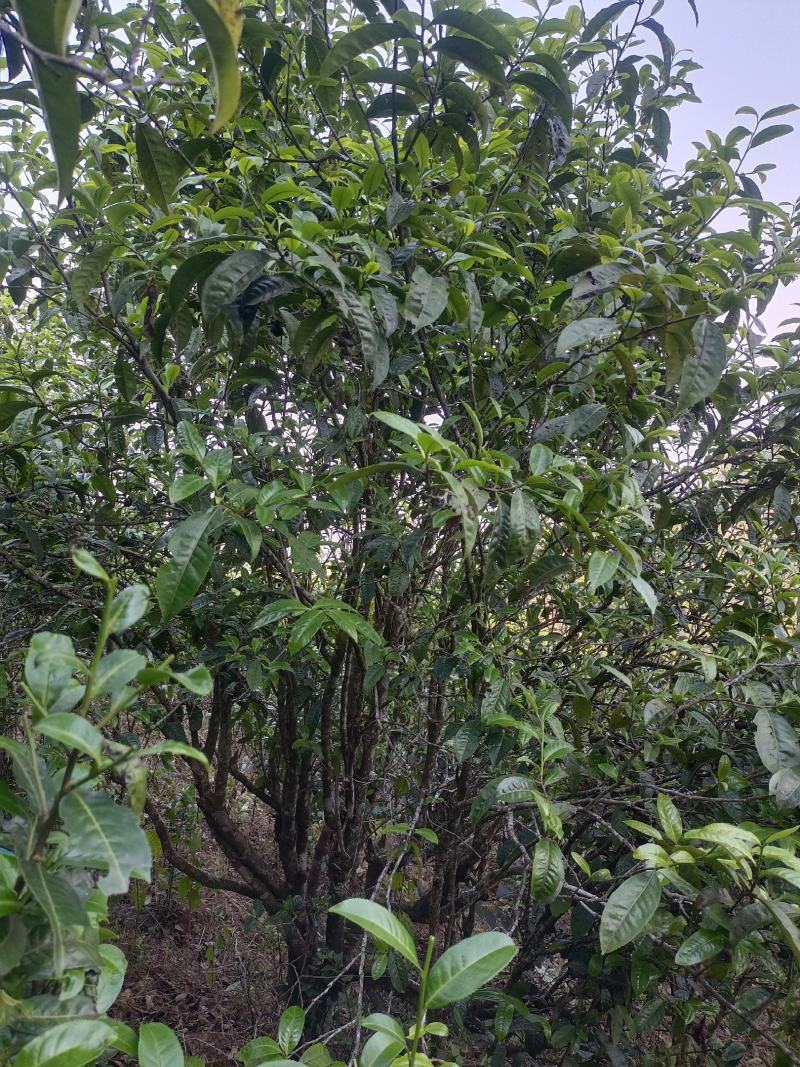 茶