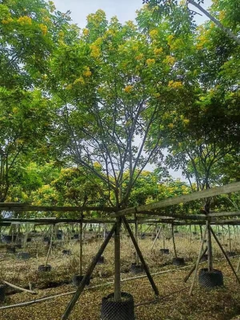 骨架/全冠黄花槐基地直销规格齐全欢迎老板来电洽谈合作